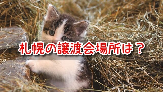 猫のペットショップ 札幌 で売れ残りを引き取りたい時は 里親費用や譲渡会場所も調査 麦わら猫plus